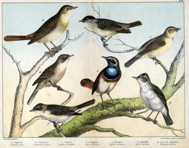 Illustration by “Natural History of Birds”, ed. Hoepli, Milan, 1873 (engraving)