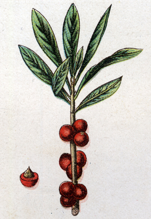 Venenous botanical plants: Daphne Mezereon. Engraving in “” The natural medication””, by Friedrich Eduard Bilz (1842-1922), 1898. Private Collection