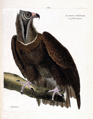 Zoological chart (ornithology): the large vulture (monk vulture or aegipius monachus) on a branch. Illustration in “The History of the Birds, Painted in Their Appearing and Sensitive Aspects” by Francois Nicolas Martinet (1731-1800). Private collection.