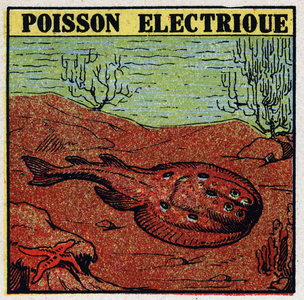Physiological effects of electricite: electric fish. 1925 (print)