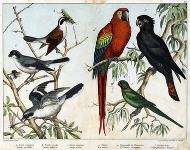 Diverses illustration of birds “History” natural birds”. ed. Hoepli, Milan, 1873 (engraving)