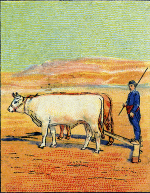 Agriculture in Turkey and Armenia: plows and harrows. 1936