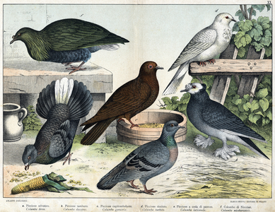 Illustration for “Natural History of birds"”, ed. Hoepli, Milan, 1873.
