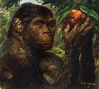 Java Man (Homo erectus erectus) - Pithecanthrope in the island of Java - in “” Prehistoric Men”” (drawing)