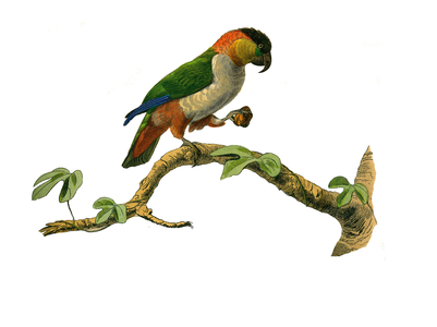 Illustration from "Complete works of Buffon" written by naturalist Georges Louis Leclerc, 19th century (engraving)