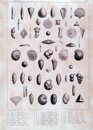 Foraminiferes - in” Foraminiferes fossils of the tertiary basin of Vienna”” by Alcide d'Orbigny (1802-1857)