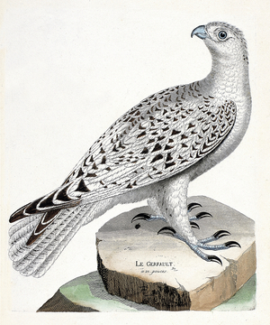 Zoological chart : gerfault, 18th century (engraving)