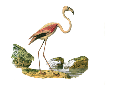 Illustration from "Complete works of Buffon" written by naturalist Georges Louis Leclerc, 19th century (engraving)