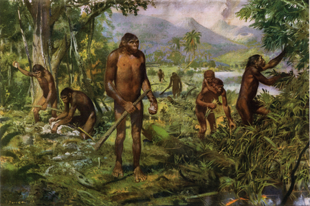 Java Man (Homo erectus erectus) - Pithecanthrope in the island of Java - in “” Prehistoric Men””  (drawing)