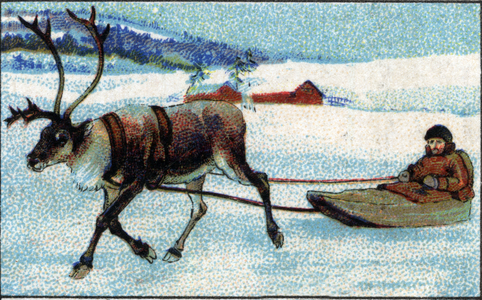 Reindeer breeding in Siberia by Samoyeds. 1936 (chromo)