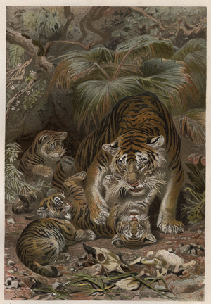 Tiger with tigrons - Tiger (Panthera tigris) with cubs - engraving from “” Brehm's Life of Animals”” by Alfred Edmund Brehm (1829Ð1884)