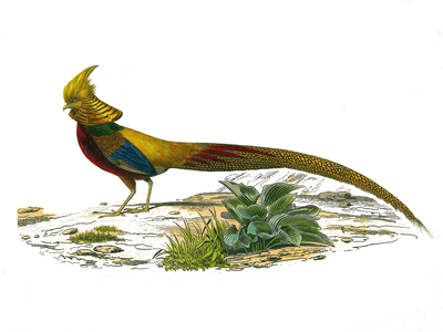 Illustration from "Complete works of Buffon" written by naturalist Georges Louis Leclerc, 19th century (engraving)