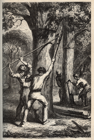 Cork harvesting on Quercus suber - Recolte de l'barce du oene liege (chene-liege) dans les Landes - engraving in “” PATILE” - DESCRIPTION PACUREQUIREQUE DE LA FRANCE IN 6 VOLUES BY LUCIEN HUARD - end 19th century