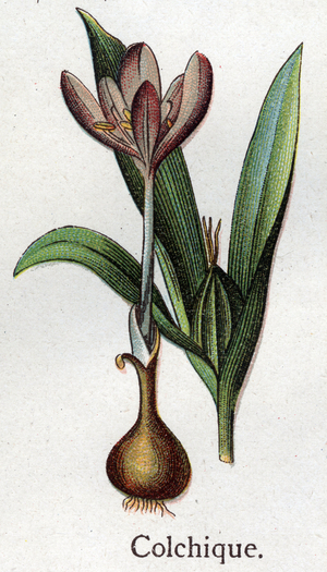 Venenous botanical plants: colchial. Engraving in “” The natural medication””, by Friedrich Eduard Bilz (1842-1922), 1898. Private Collection