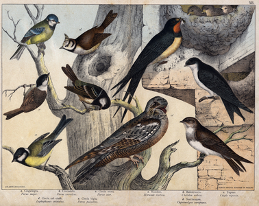 The 5 birds of the left- a: Swallow (Parus major), b: Blue-eyed (Parus coreulus), c: Black-haired (Parus ater), d: Black-eyed (Lopophanes cristatus), e: Black-eyed (Parus palustris) The 4 birds of the right- a: rustic swallow (Hirondo rustica), b: Swallow Window (Chelidon urbica), c: Shore Swallow (cotyl riparia), d: European Nighthawk (Caprimulgus europaeus).- in “Natural History of Birds””, ed. Hoepli, Milan, 1873.