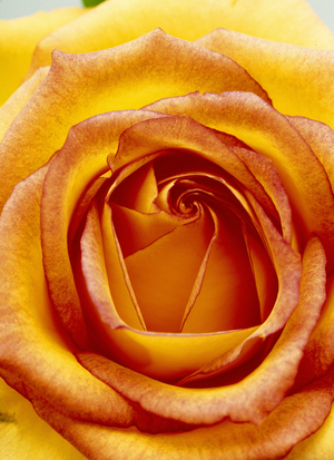 Close-up of a yellow rose heart.