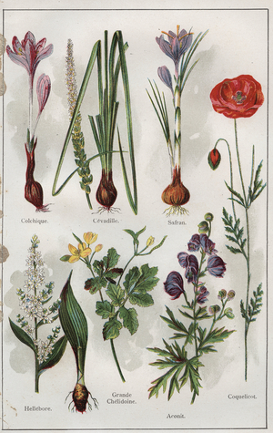 Illustration for "Mon docteur - traite de medecine et d'hygiene" by Dr. H.M.Menier, 1907 (print)