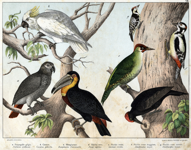 Illustration by “Natural History of Birds”, ed. Hoepli, Milan, 1873 (engraving)