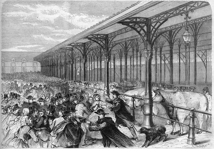 Concours des oxeufs gras at the Marche de la Villette in Paris. Engraving in “” The Illustrious Universe””, 1868. Private collection.