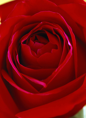 Still life of a heart of red rose.