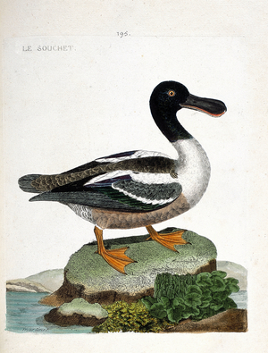 Zoological chart : The strain, 18th century (engraving)