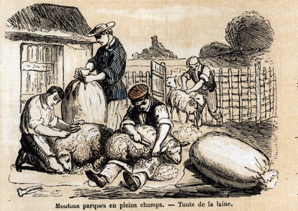Description of the various uses and products of sheep: sheepcutting. Plate “” Les moutons”” in “” les Recreations instructives”” Synoptique painting by Jules DELBRUCK, engraving from 1860. Private collection.