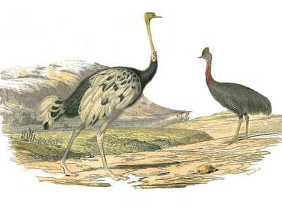 Illustration from "Complete works of Buffon" written by naturalist Georges Louis Leclerc, 19th century (engraving)
