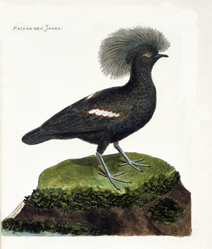 Zoological chart : The pheasant of India, 18th century (engraving)