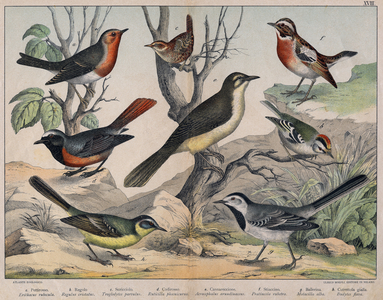 Diverses illustration of birds “History” natural birds”. ed. Hoepli, Milan, 1873 (engraving)