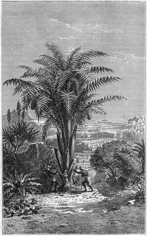 A Gagouier from Guinee is a palm tree of the tribe of the calamees, 1887 (engraving)