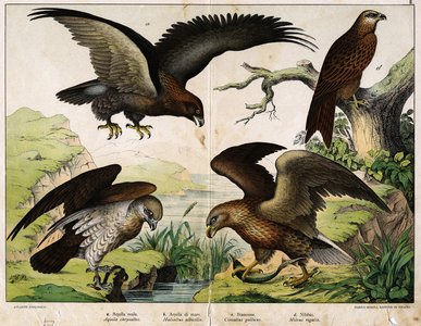 Illustration by “Natural History of Birds”, ed. Hoepli, Milan, 1873 (engraving)