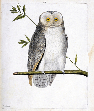 Zoological chart : the owl on a branch, 18th century (engraving)
