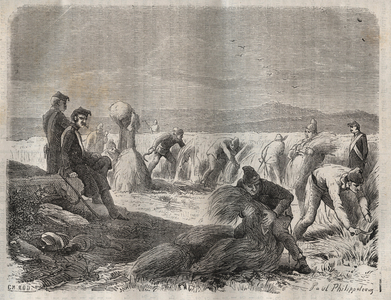 Harvesting forces at the bagne of Belle-Ile-en-Mer in the 19th century“Histoire des bagnes depuis leur création à nos jours" by Pierre Zaccone.