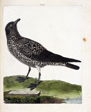 Zoological chart : the labbe or stercorar, 18th century (engraving)