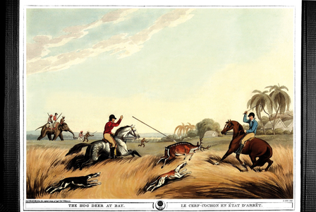 The dead pig deer. Engraving by Samuel Howett (1756-1822) in “” Oriental field sports”” by Thomas Williamson (on hunts in the British Indies in the 19th century) in 1807