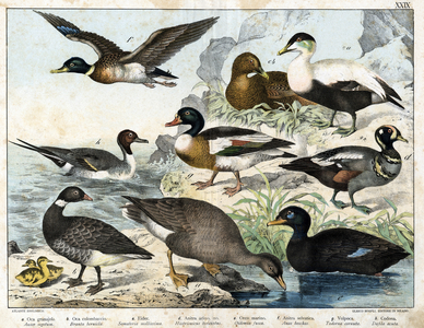 Diverses illustration of birds “History” natural birds”. ed. Hoepli, Milan, 1873 (engraving)