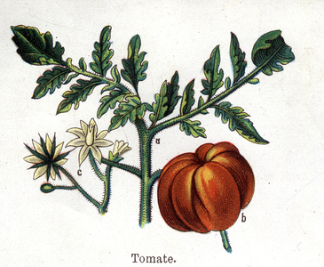 Medicinal and food botanical plants: tomato. Engraving in “” La medication naturelle””, by Friedrich Eduard Bilz (1842-1922), 1898. Private Collection