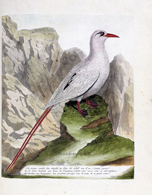 Zoological board : tail straw, 18th century (engraving)