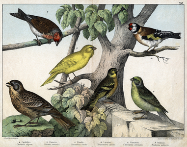 Illustration for “Natural History of birds"”, ed. Hoepli, Milan, 1873.