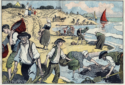 The inhabitants of the Thouais coastline are harvesting mussels. Kernevel, Finistere, Brittany. In "Le Pelerin" August 31, 1924