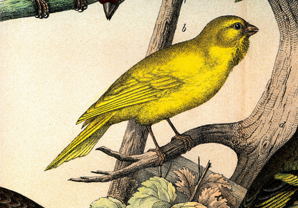 Un canari - in “” Histoire naturelle des oiseaux””, ed. Hoeopli, Milan, 1873