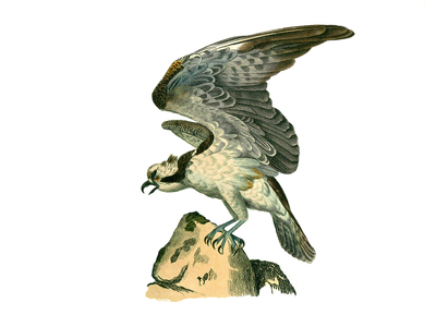 Illustration from "Complete works of Buffon" written by naturalist Georges Louis Leclerc, 19th century (engraving)