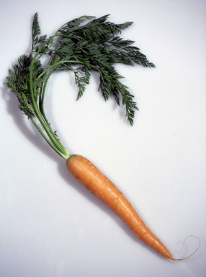 Vegetable: Carrot.