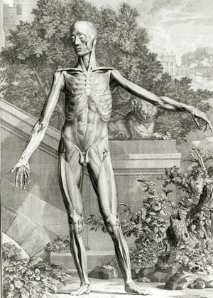 Flayed body, from 'Tables of the Skeleton and Muscles of the Human Body' by Bernard Siegfried Albinus (1697-1770) 1747 (engraving)