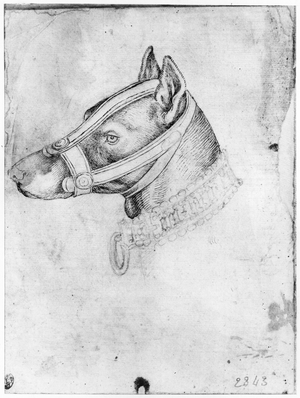 Head of a muzzled dog, from the The Vallardi Album (pen & ink on paper)