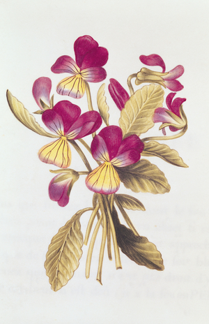 Pansy, from 'La Guirlande de Julie', c.1642 (w/c on vellum)