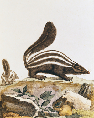 Skunk, from 'Histoire Naturelle' by Georges Louis Leclerc Buffon (1707-88) 1749-1804 (coloured engraving)