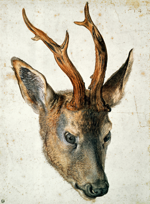 Head of a Roe Deer, c.1503 (pen & ink and w/c on paper)