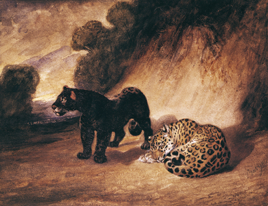 Two Jaguars from Peru (watercolour on paper)