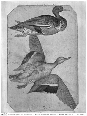 Ducks, from the The Vallardi Album (pen and ink and watercolour on paper)